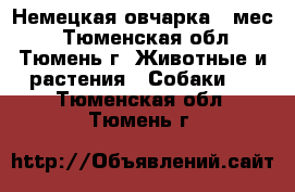 Немецкая овчарка 7 мес. - Тюменская обл., Тюмень г. Животные и растения » Собаки   . Тюменская обл.,Тюмень г.